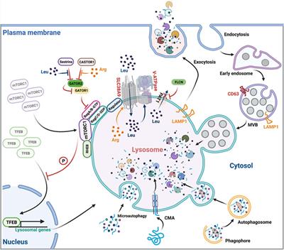 Lysosomes in T Cell Immunity and Aging